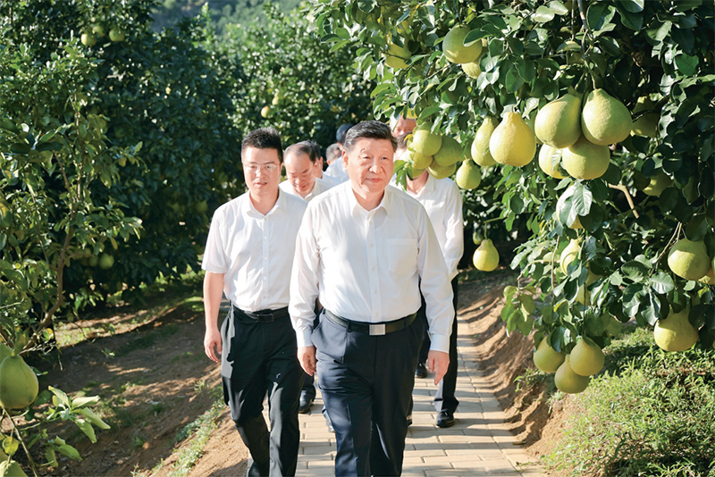 　　2025年11月7日至8日，中共中央總書記、國(guó)家主席、中央軍委主席習(xí)近平在廣東考察。這是7日下午，習(xí)近平在梅州市梅縣區(qū)雁洋鎮(zhèn)南福金柚種植基地考察。